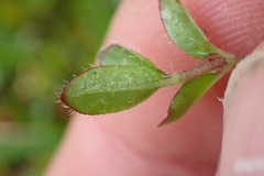 Leptostigma setulosum