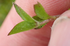 Leptostigma setulosum