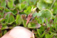 Leptostigma setulosum