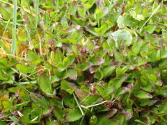 Leptostigma setulosum