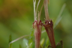 Leptostigma setulosum