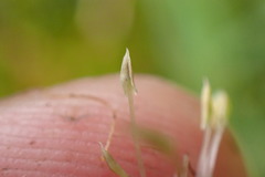 Leptostigma setulosum