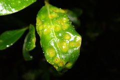 Puccinia coprosmae