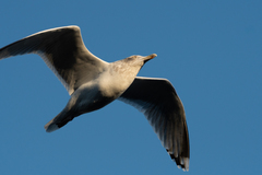 Larus argentatus
