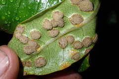 Puccinia coprosmae