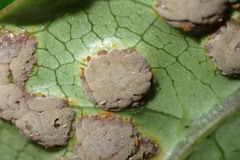 Puccinia coprosmae