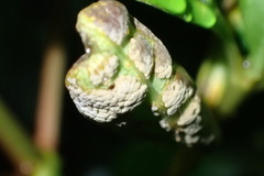 Puccinia coprosmae