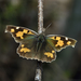 Mariposa del Almez - Photo (c) riccardomissagia, algunos derechos reservados (CC BY-NC), subido por riccardomissagia