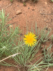 Berkheya subulata subulata