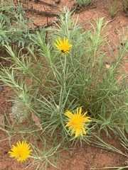 Berkheya subulata subulata