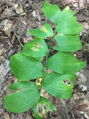 Polygonatum