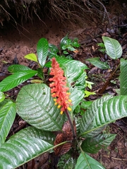 Palicourea subspicata