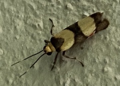 Nodozana rhodosticta