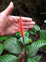 Palicourea subspicata