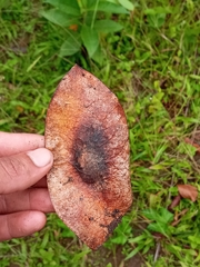 Platymiscium pinnatum