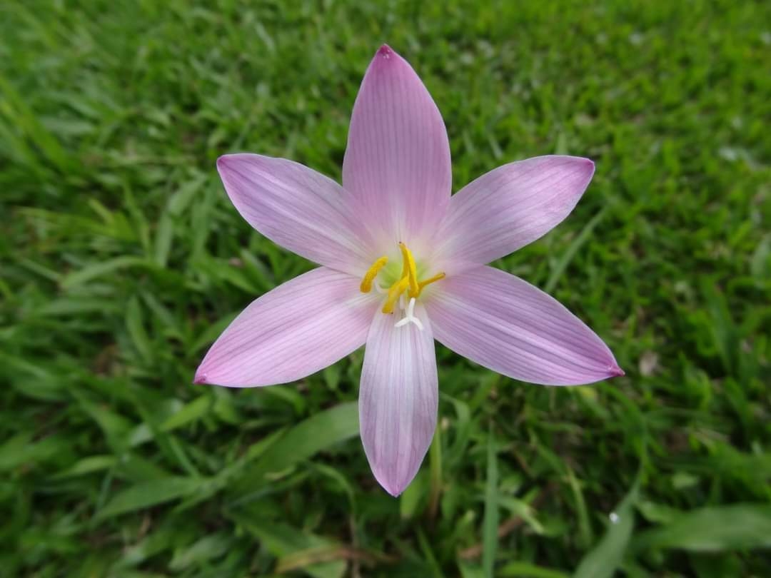 Zephyranthes robusta