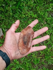 Platymiscium pinnatum