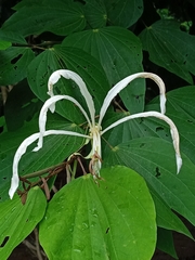 Bauhinia arborea