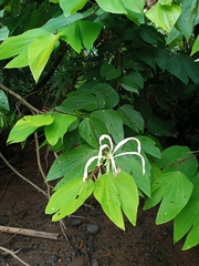 Bauhinia arborea