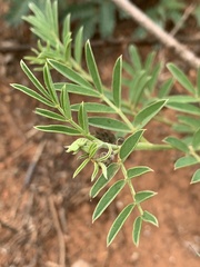 Indigofera setiflora