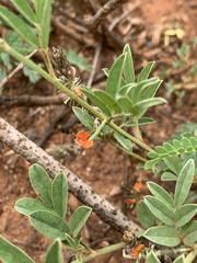 Indigofera setiflora