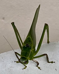 Frontinus