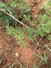 Indigofera setiflora