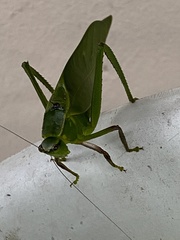 Frontinus