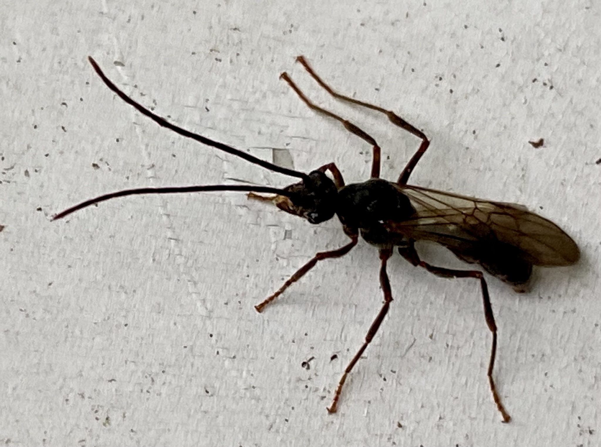 Ectatomminae