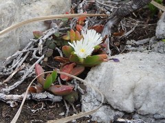 Delosperma guthriei
