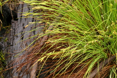 Carex lenticularis