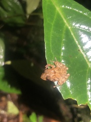 Pristimantis prolatus