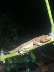 Gelanesaurus flavogularis