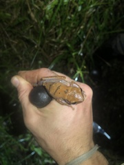 Osteocephalus fuscifacies