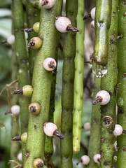Rhipsalis lindbergiana