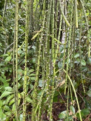 Rhipsalis lindbergiana
