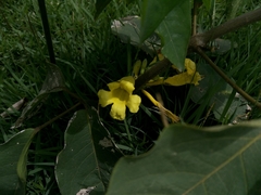 Adenocalymma calcareum