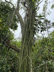 Rhipsalis lindbergiana