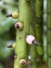 Rhipsalis lindbergiana