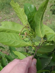 Adenocalymma calcareum
