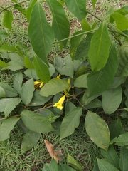 Adenocalymma calcareum