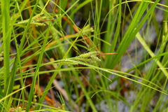 Carex lenticularis