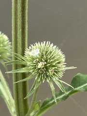 Hyptis multibracteata