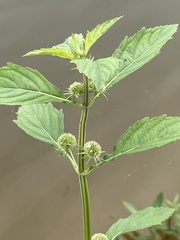 Hyptis multibracteata