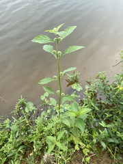 Hyptis multibracteata