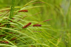Carex exsiccata