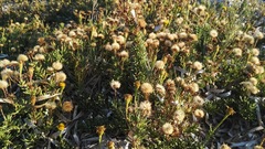 Limbarda crithmoides