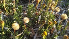 Limbarda crithmoides