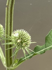 Hyptis multibracteata