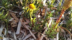 Limbarda crithmoides